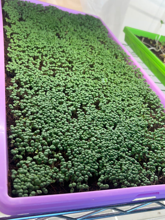 Live 10x20 Tray